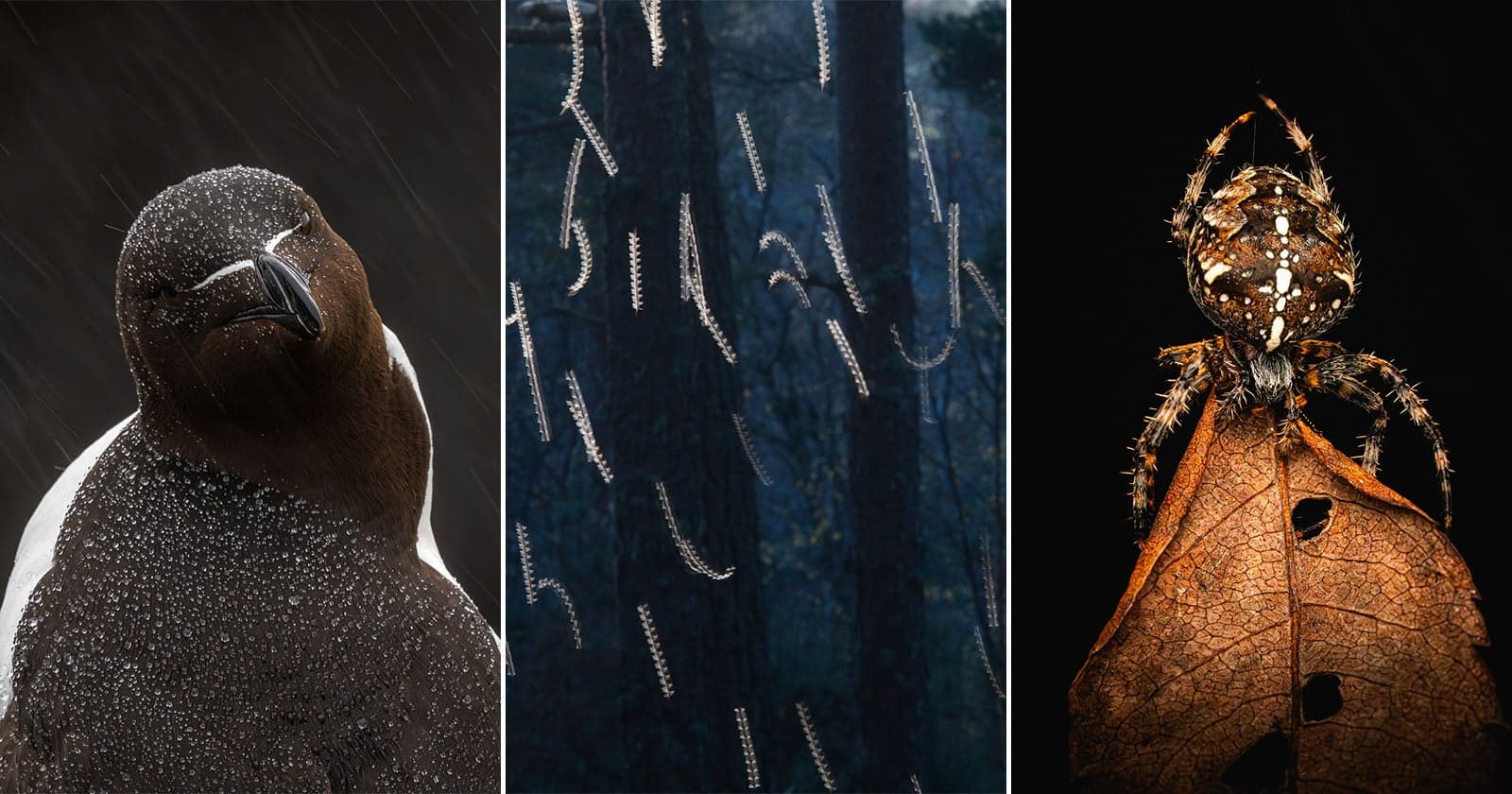 All the Captivating Winners of the Scottish Nature Photography Awards