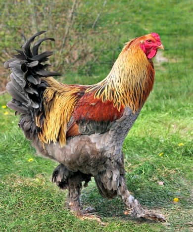 20 Amazing Rare Chicken Breeds With Special Characteristics