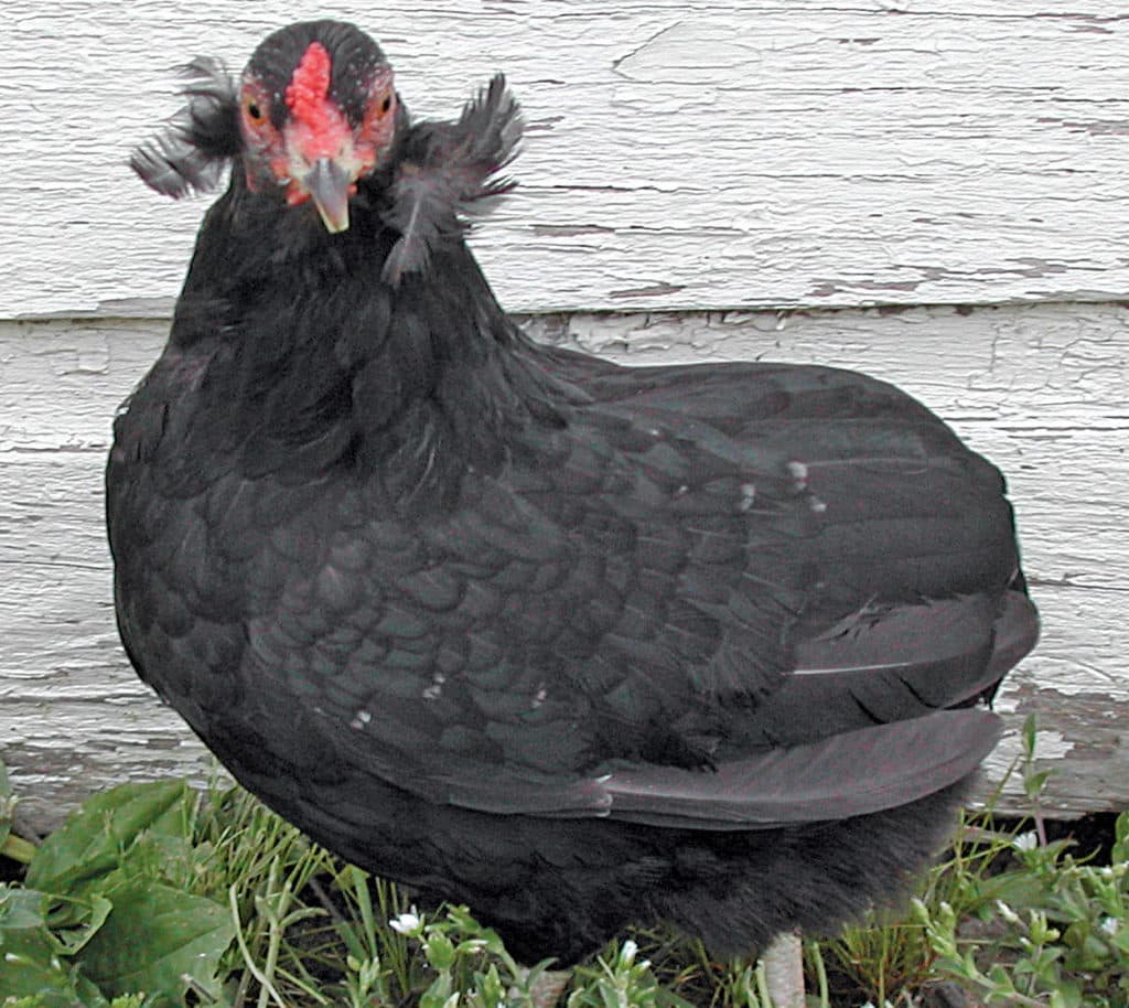 13 Famous Chickens Breeds That Lay Colored Eggs