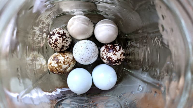 Water Glassing Quail Eggs