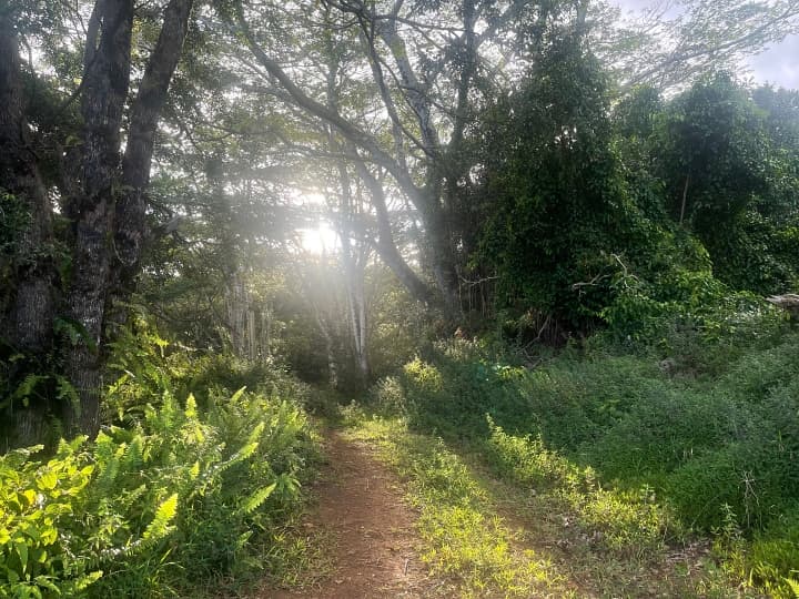 Beginner-Friendly Hiking Trails in Kauai for Families and New Adventurers